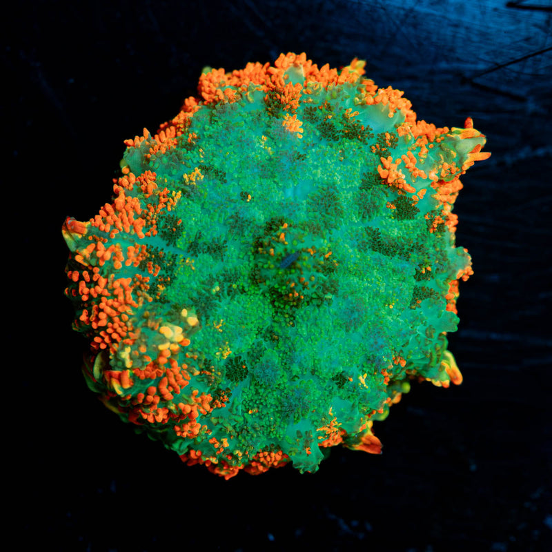 Teal and Orange Rhodactis Mushroom