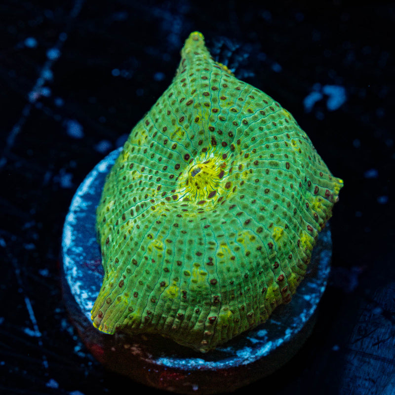 Speckled Green Mushroom