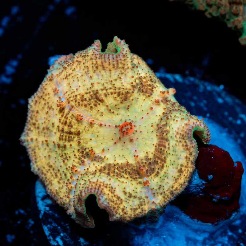 Metallic Unbrella Mushroom