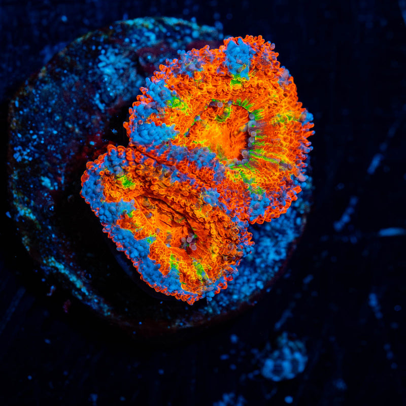 Rainbow Acan