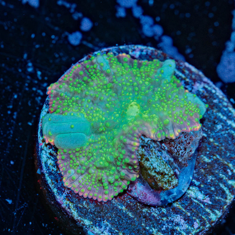 Green Interstellar Mushroom