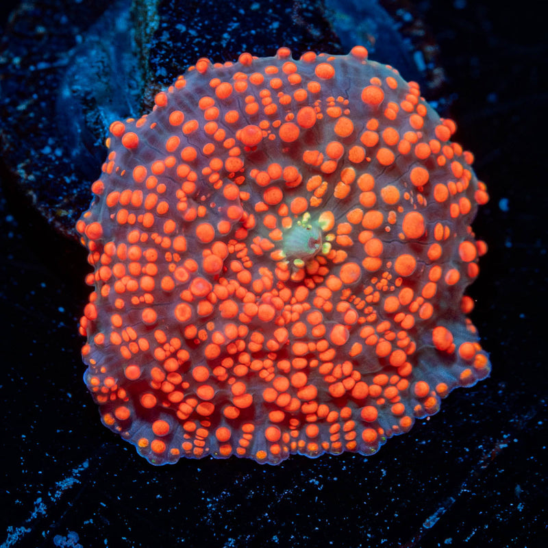 Red Mamba Interstellar mushroom