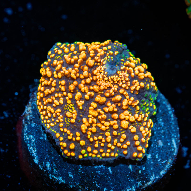 Interstellar Mushroom