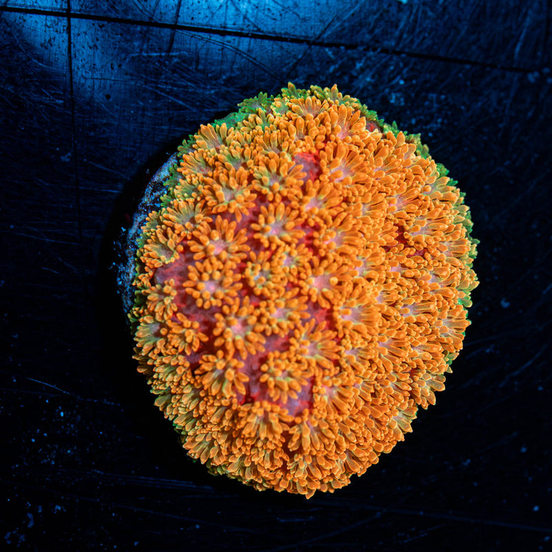 Laffy Taffy Barnardapora