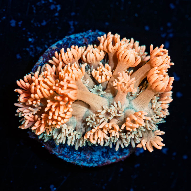 Hunch Punch Goniopora