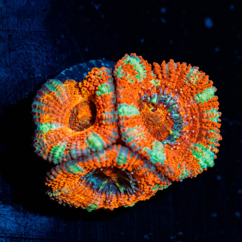 Acan