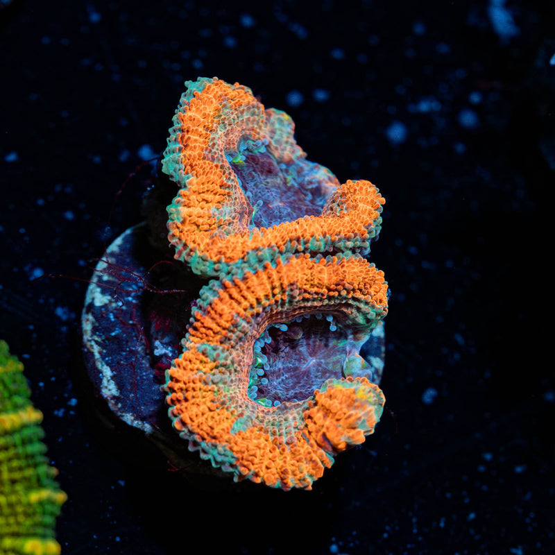 Rainbow Acan