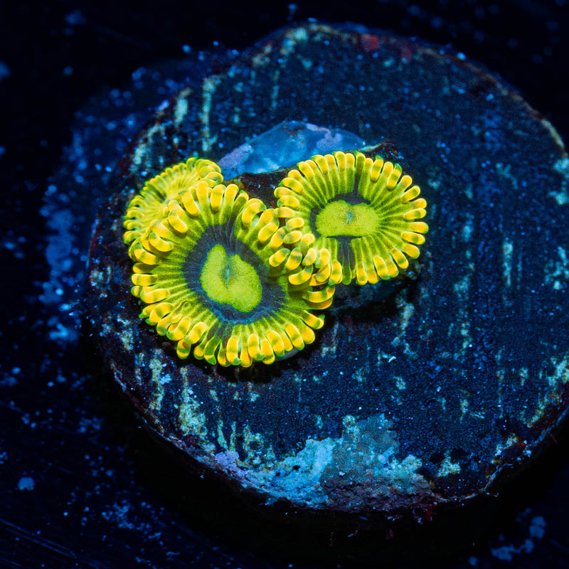 Rainbow Yoda's  Zoanthid