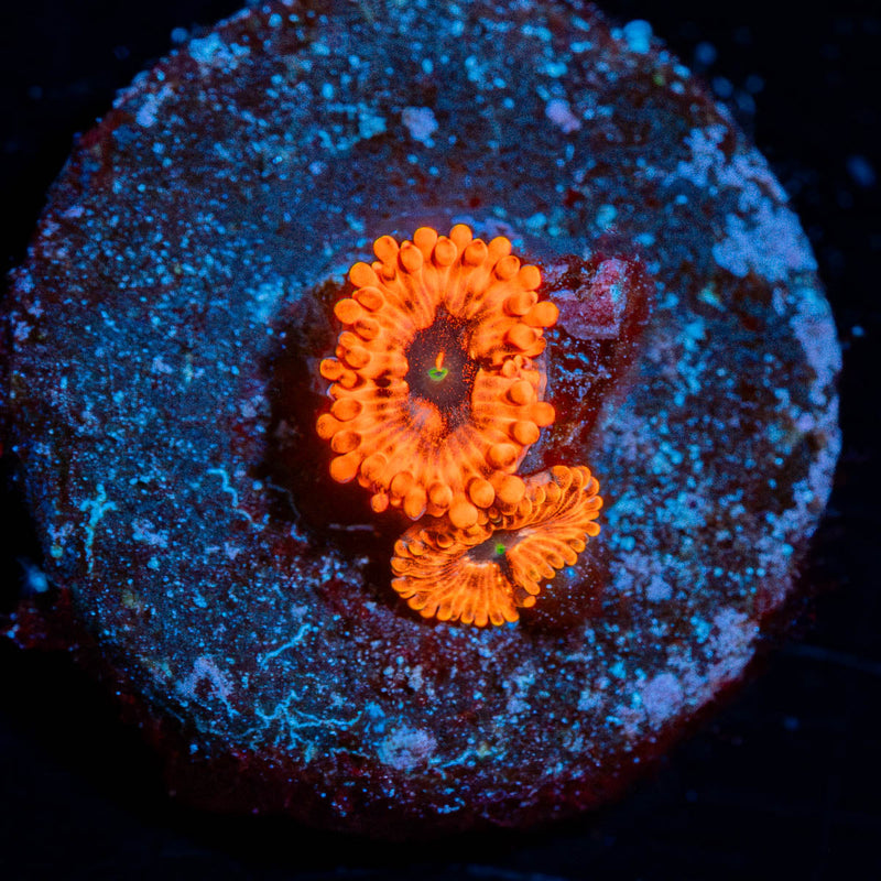 Utter Chaos Zoanthid