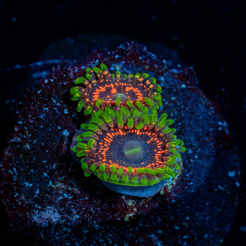 Psychosis Zoanthid