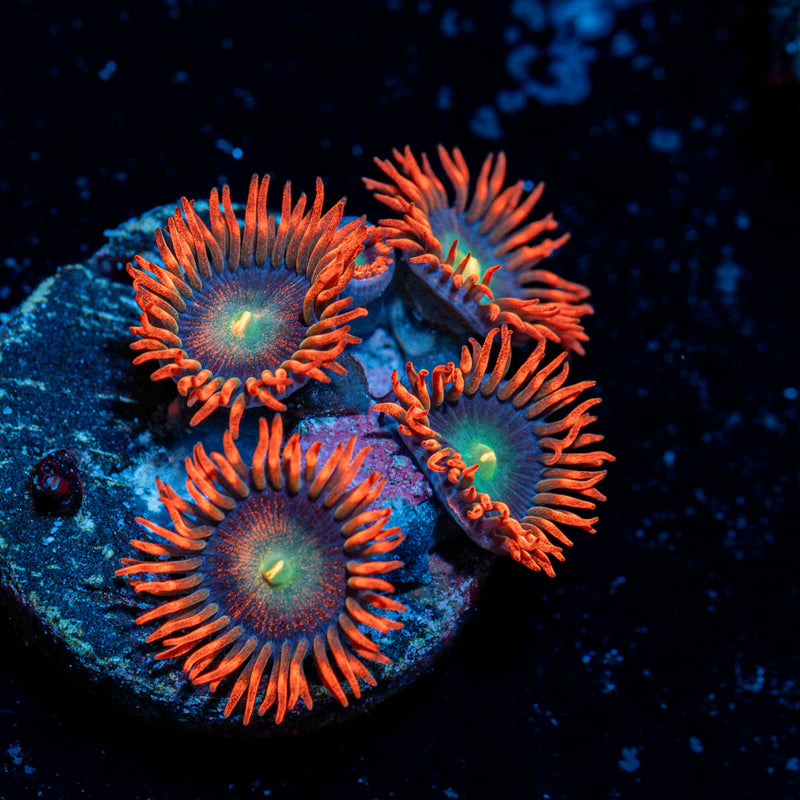 Punk Rockers Zoanthid