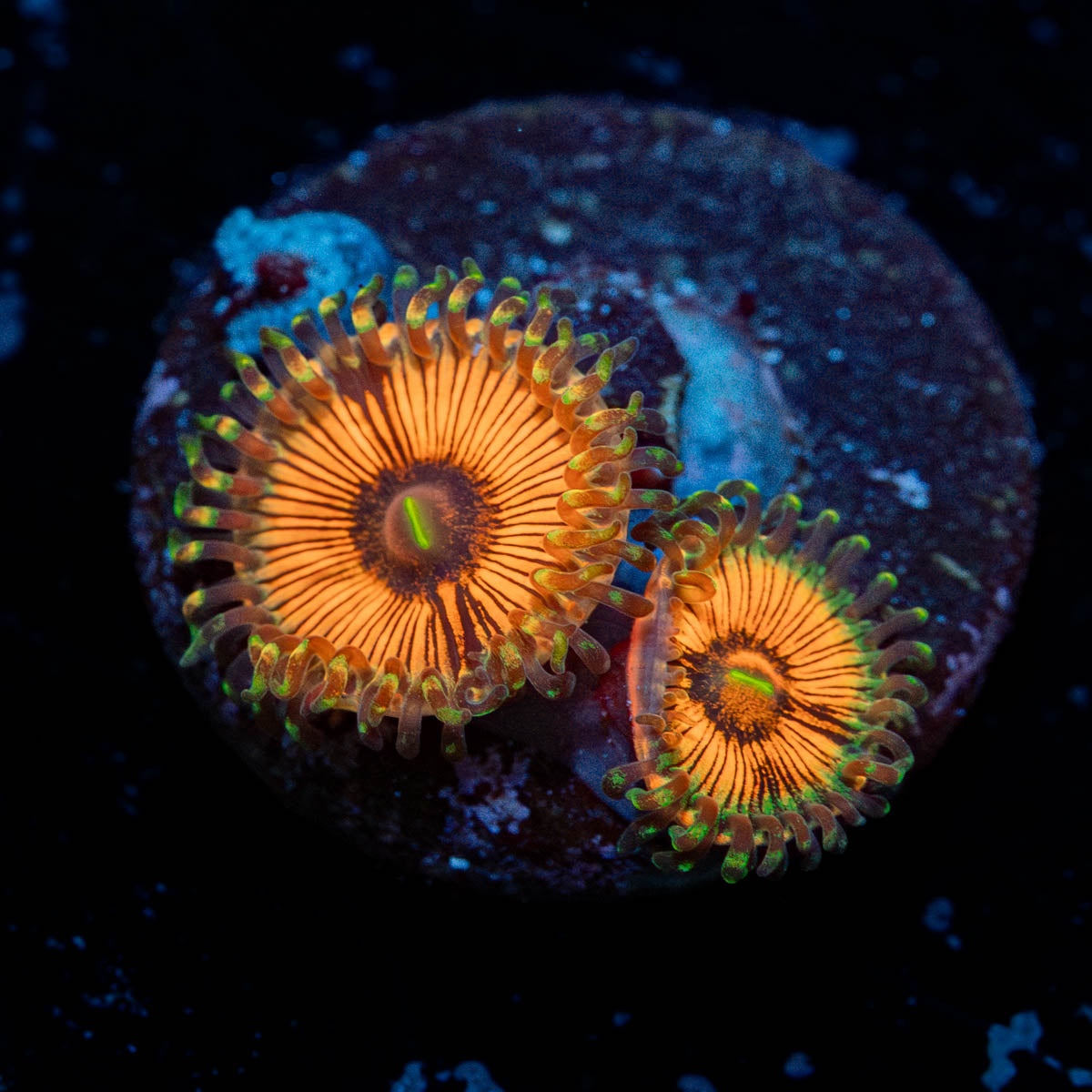 Desert Storm Zoanthid 