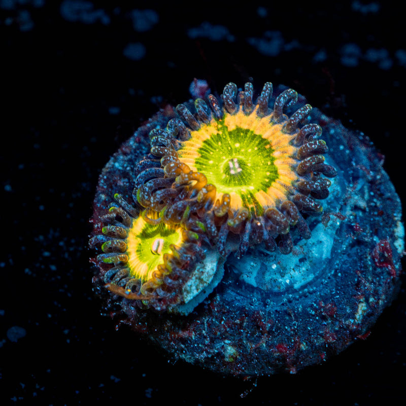 Tinker Bells Zoanthid