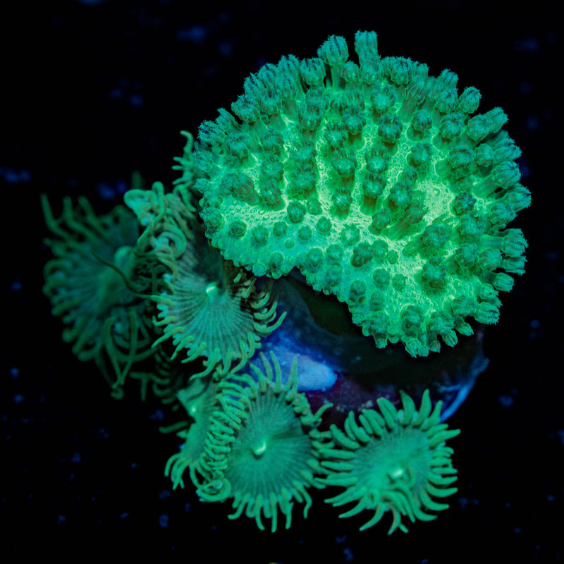 Bright Green Toadstool Leather