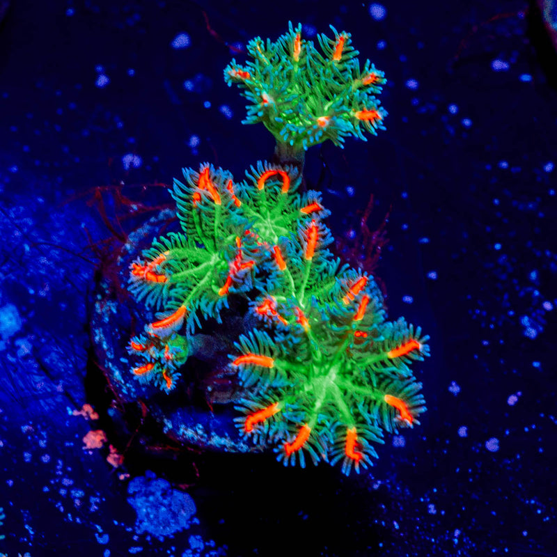 ARC FireWork Clove Polyps