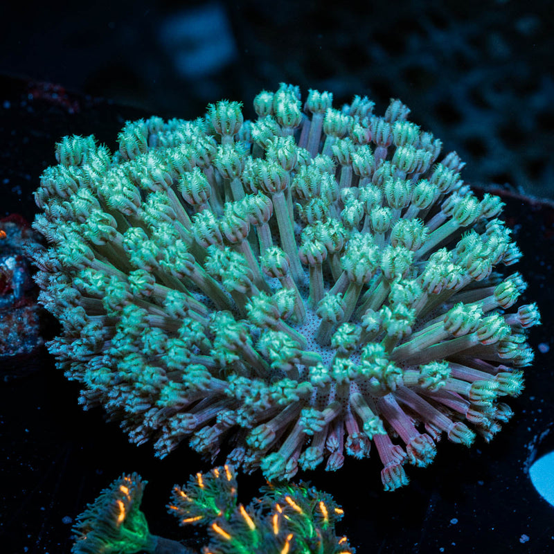 Classic Toadstool Leather