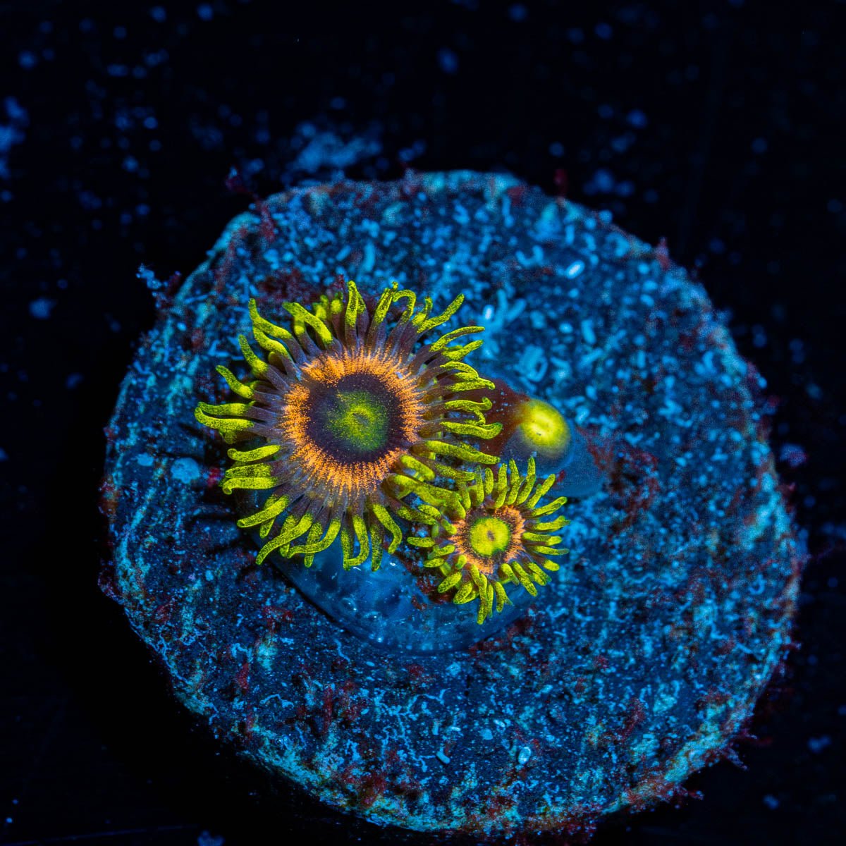 Kamikaze Zoanthid - riptide aquaculture llc