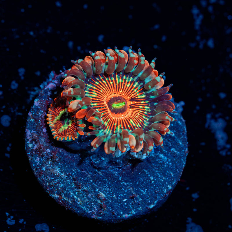 White Zombie Zoanthid