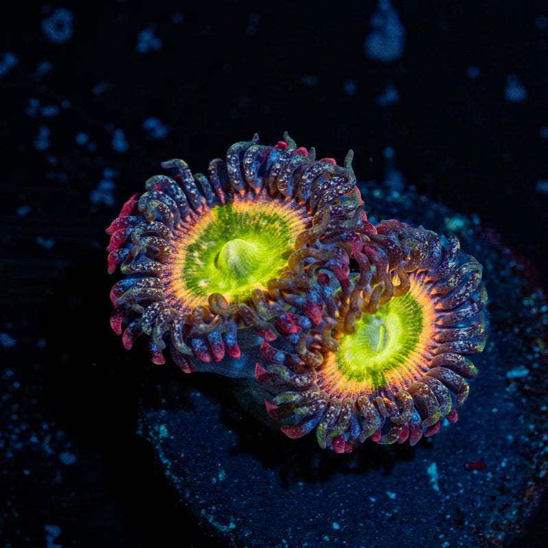 Funny D Zoanthid