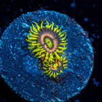 Kamikaze Zoanthid - riptide aquaculture llc