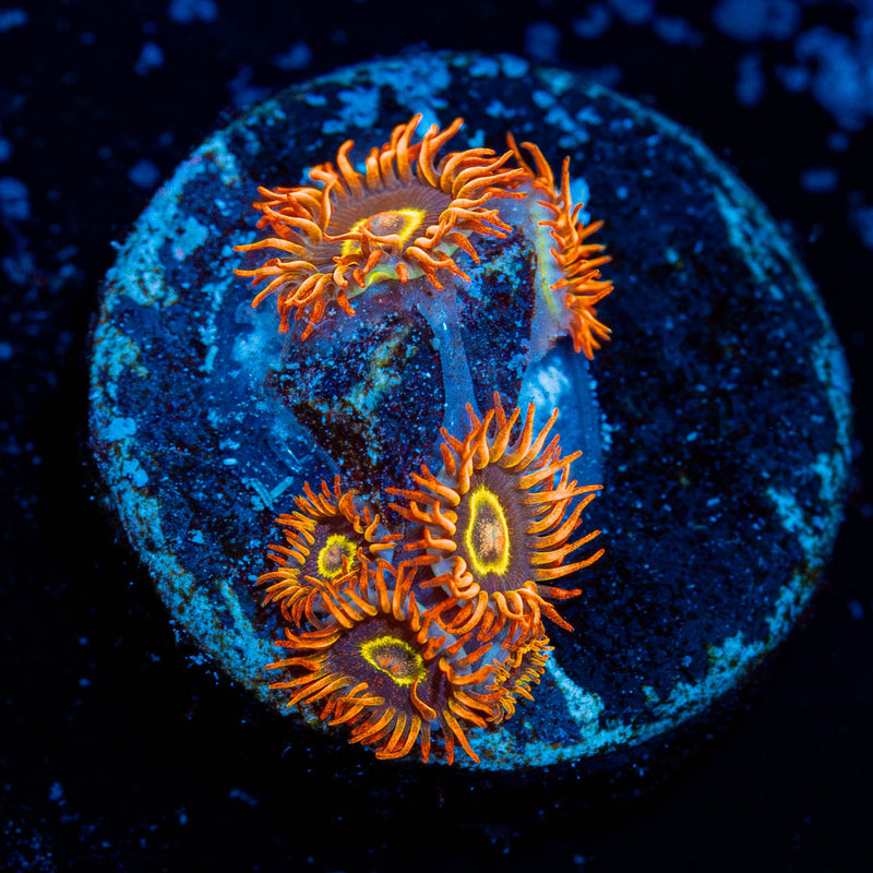 Utter Chaos Zoanthid