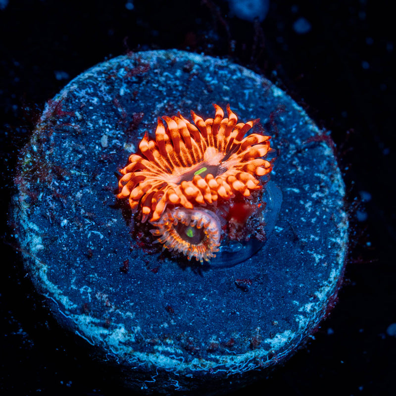 Utter Chaos Zoanthid