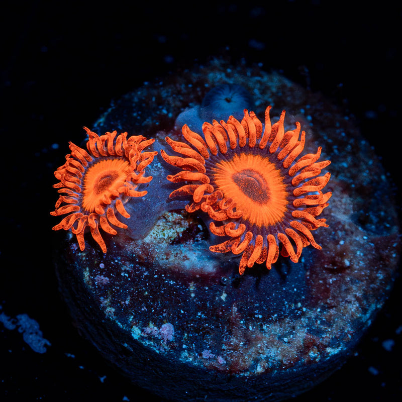 Safe Crackers Zoanthid