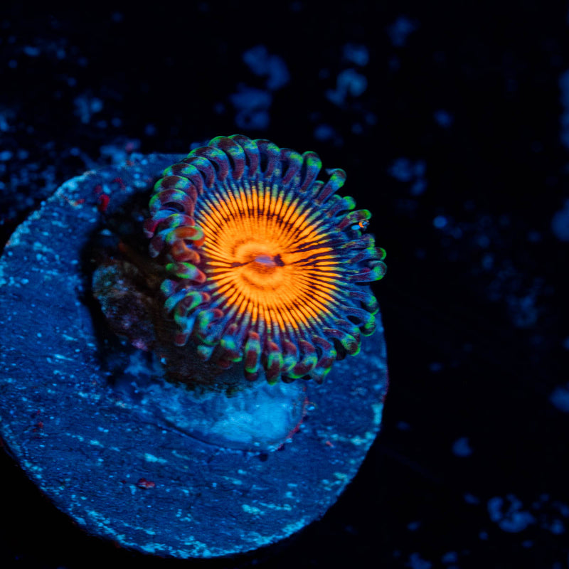 Fruit Ninja Zoanthid