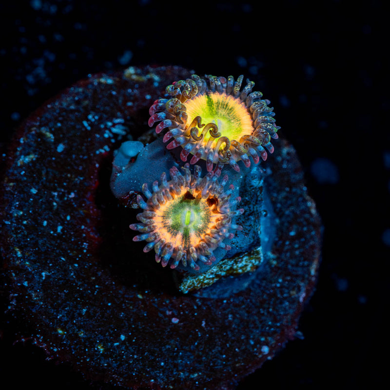 Funny D Zoanthid