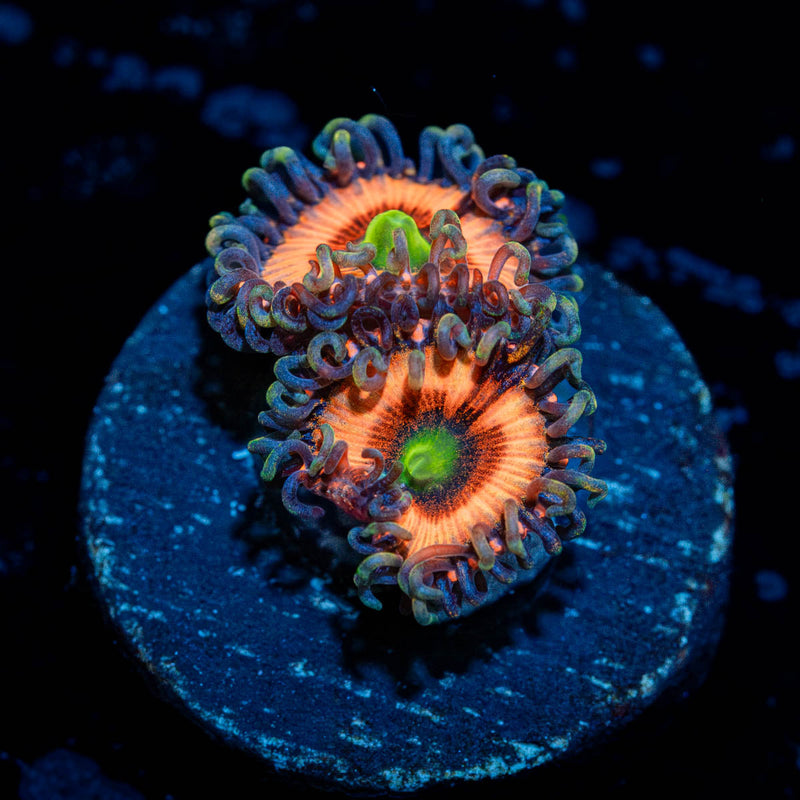 Daisy dukes Zoanthid