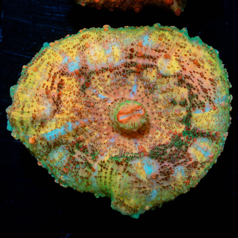 Metallic Unbrella Mushroom