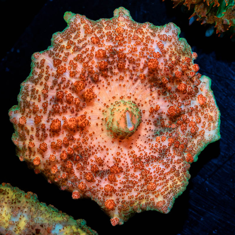 Metallic Unbrella Mushroom