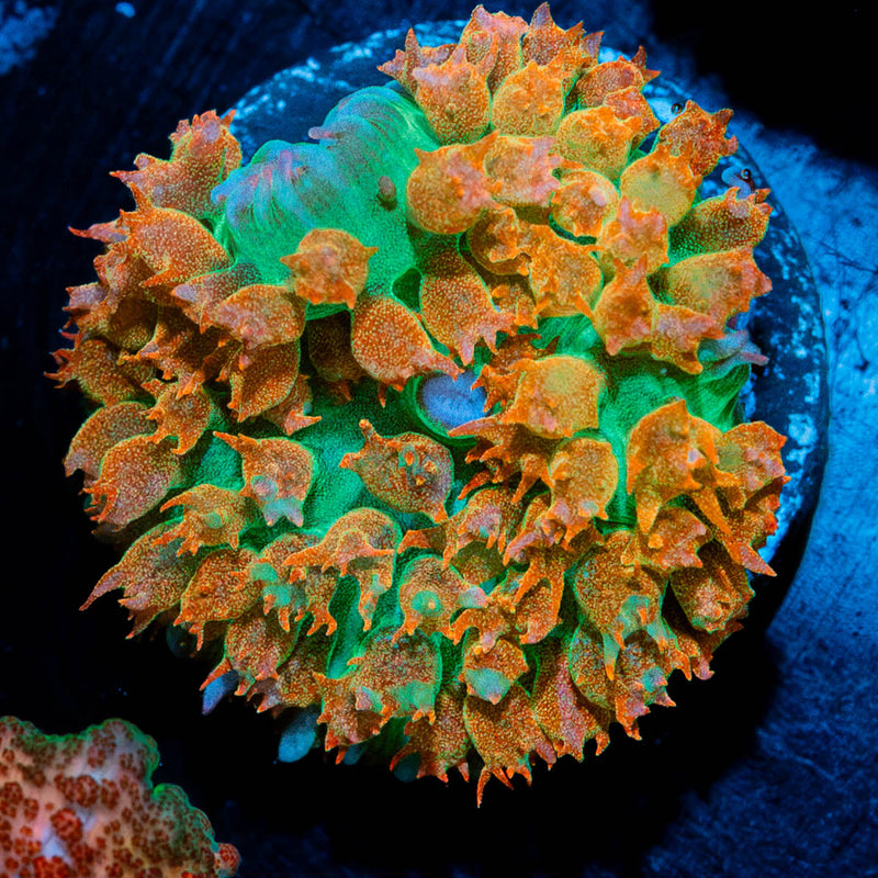 Ultra Saint Thomas Mushroom