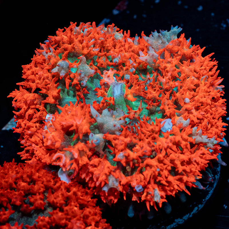 Ultra Saint Thomas Mushroom