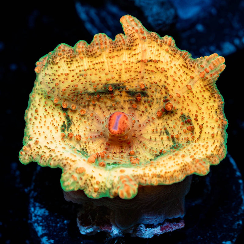 Metallic Orange Unbrella Mushroom