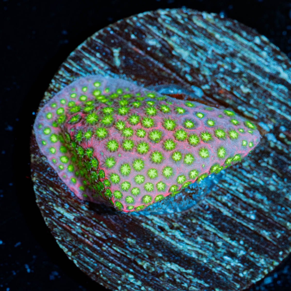 Electric Daisy Stylocoeniella - riptide aquaculture llc