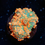 Charizard Mushroom - riptide aquaculture llc