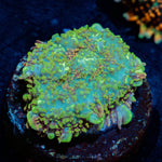 Teal Mushroom - riptide aquaculture llc