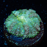 Carpet Bomb Mushroom - riptide aquaculture llc