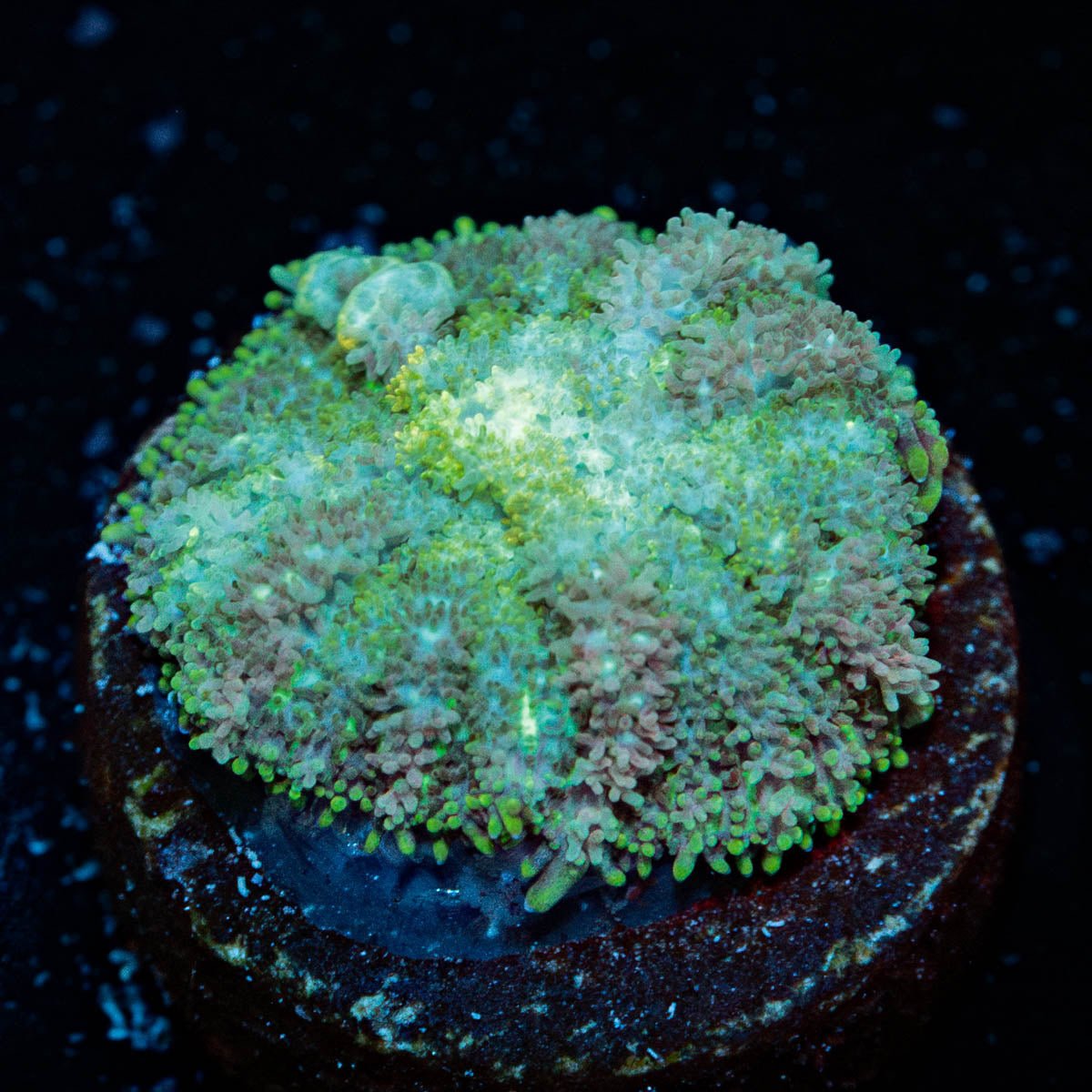 Carpet Bomb Mushroom - riptide aquaculture llc