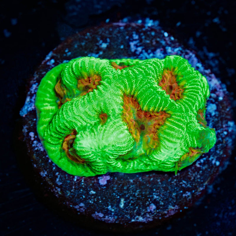 Poison Dart Frog Favia