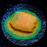 Watermelon Psammocora - riptide aquaculture llc