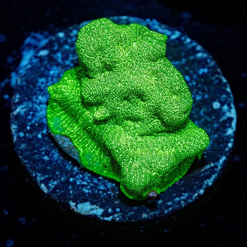 Green Lantern Leptoseris