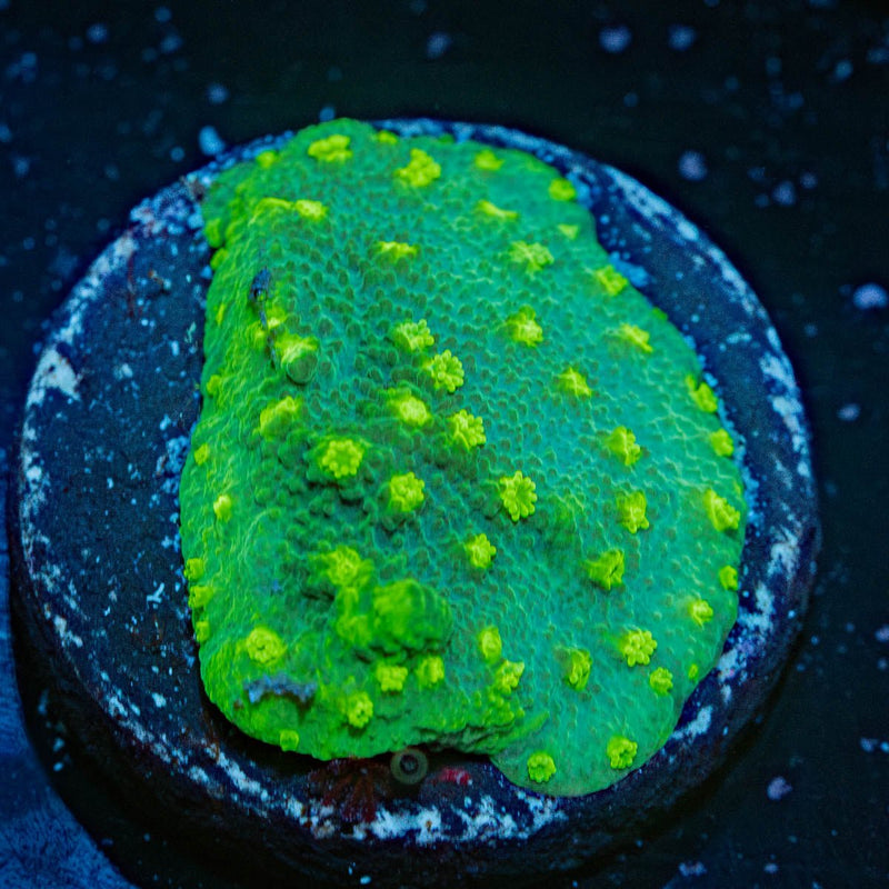 Palm Coast astreopora