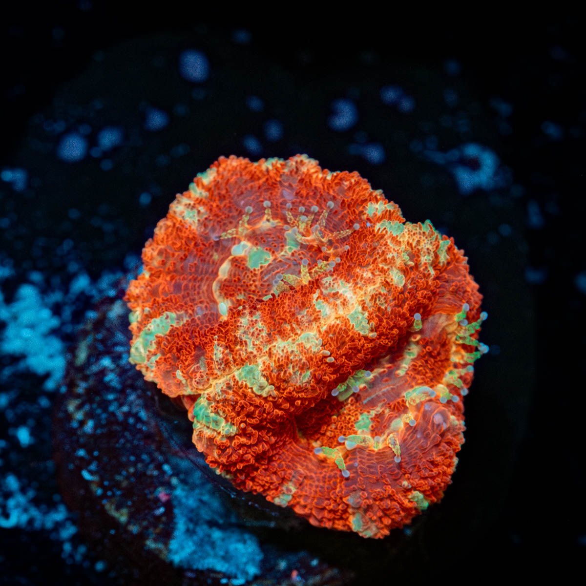 Blood Moon Asian Acan - riptide aquaculture llc