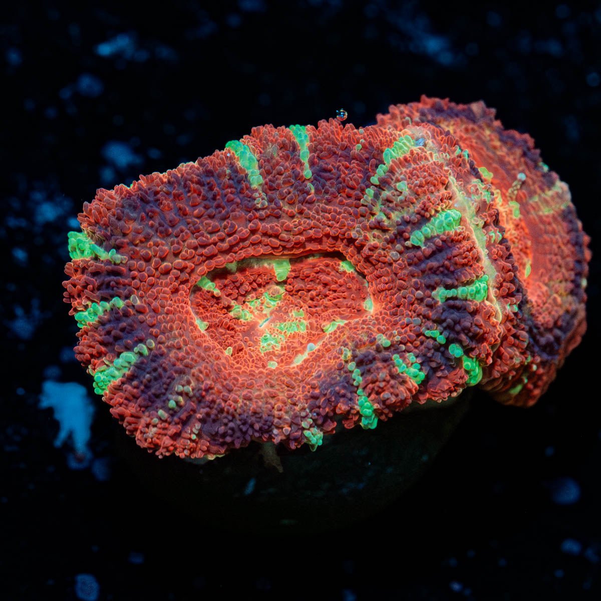 Red Panda Asian Acan - riptide aquaculture llc
