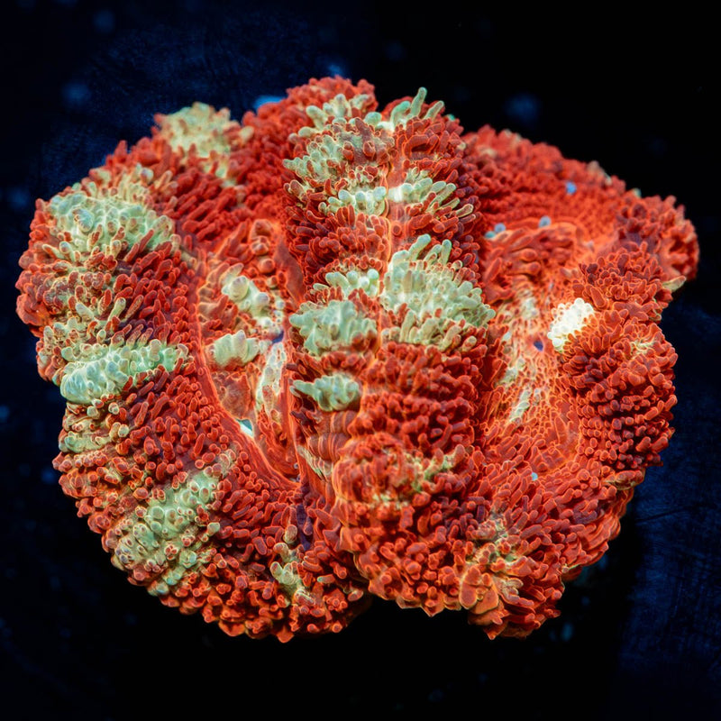 Blood Moon Asian Acan