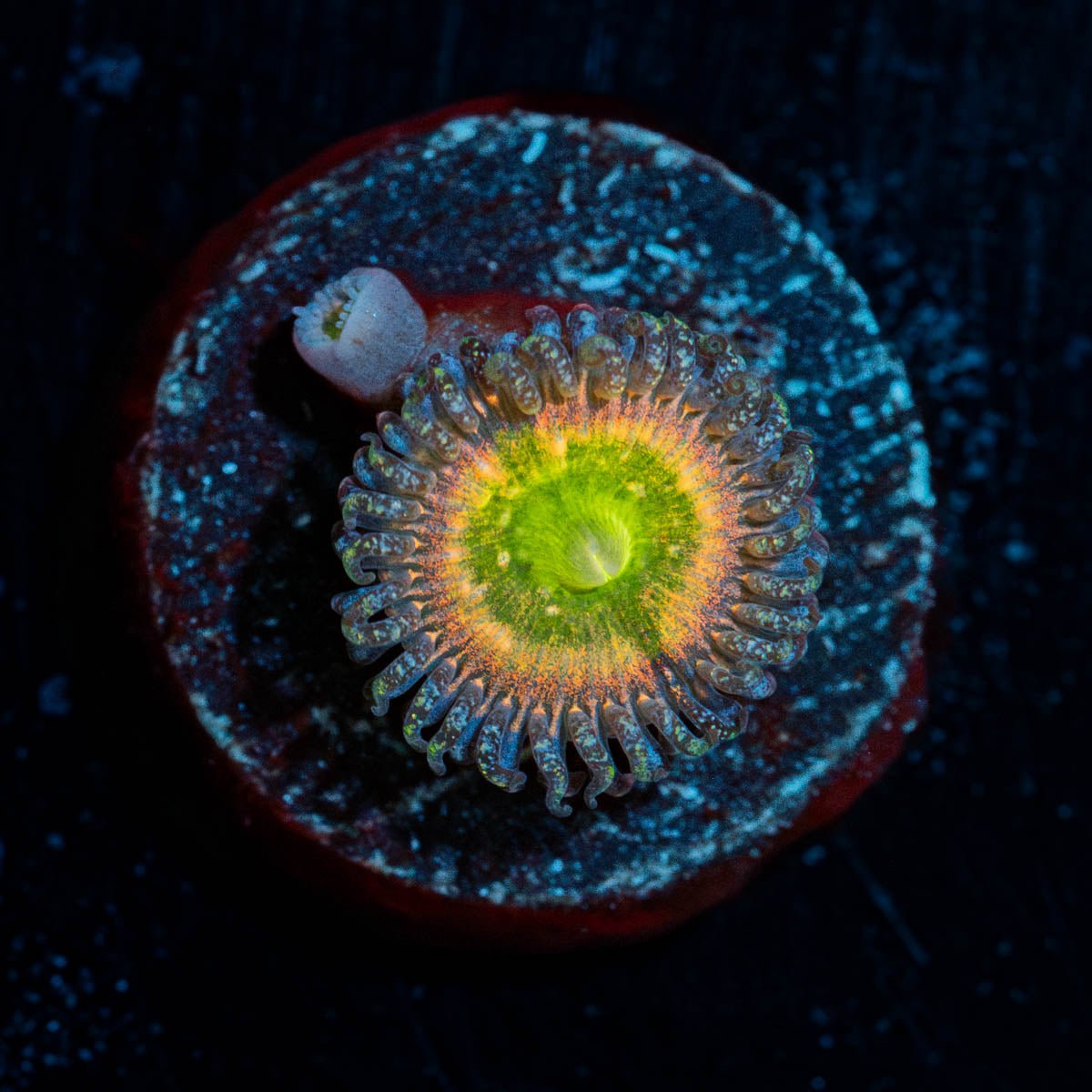 Funny D's Zoanthid - riptide aquaculture llc