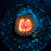 Valkarys Zoanthid - riptide aquaculture llc