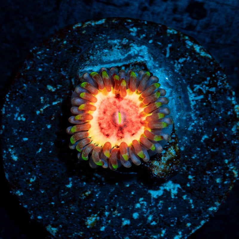 Valkarys Zoanthid